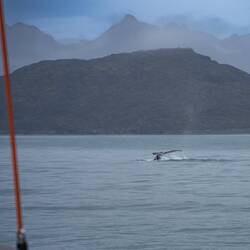 The whale seems to check out every nook and cranny of the place.