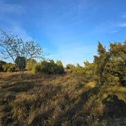 Wachholderheide
