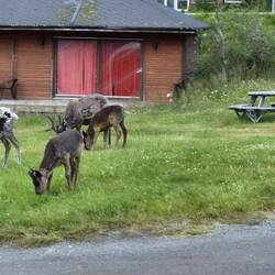 Camping Hammerfest