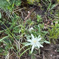 Not a great pic, but it's edelweiss!