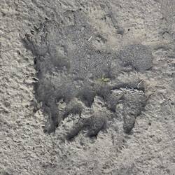 Bärentatze im Fluss Sand, zum Glück schon etwas älter 😜