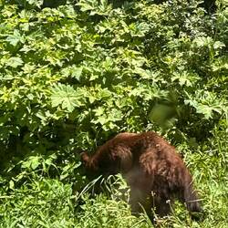 Grizzly on the side of the road