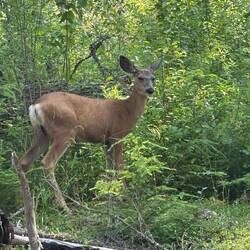 Deer on trail