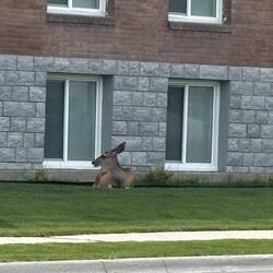 Mule deer hanging out at City Hall!