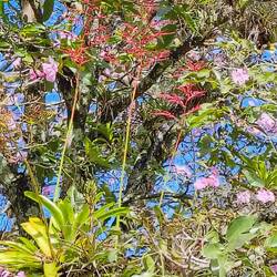 Nach so viel Stein mal wieder was Blühendes im blühenden Baum 🌺