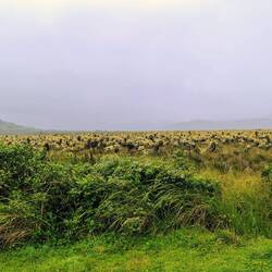 Auf 3.500 Höhenmetern im Puracé Nationalpark so weit das Auge reicht die Frailejones ...