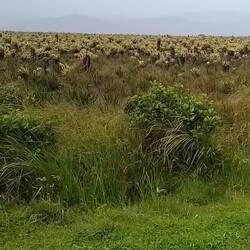 Frailejones sind erstaunliche und wichtige Wasserspeicher.