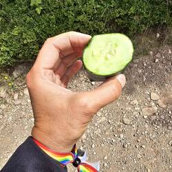 leckere thüringer Gurke 🤩