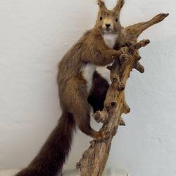 European red squirrel ... Ladin Museum in Pieve — Livinallongo del Col di Lana, Italy.