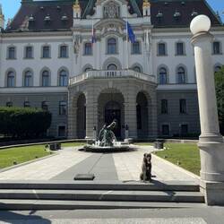 Cliff hat bald sein internationales Hundediplom