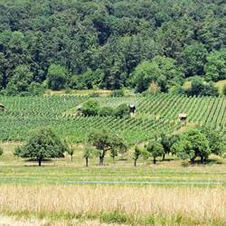 Weinberge bei Stein am Rhein