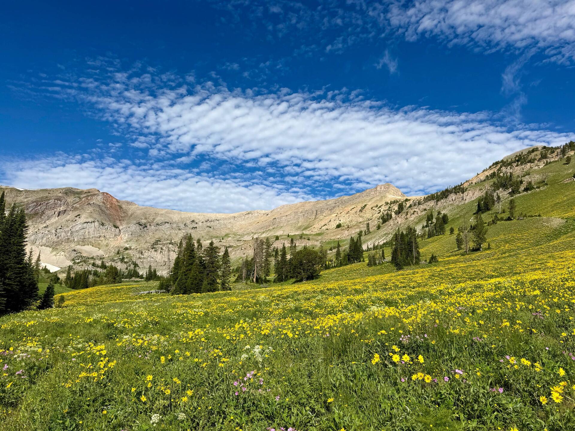 Heute sind wir in den Bergen Montanas durch wunderschöne Blumenwiesen gewandert. ❤️