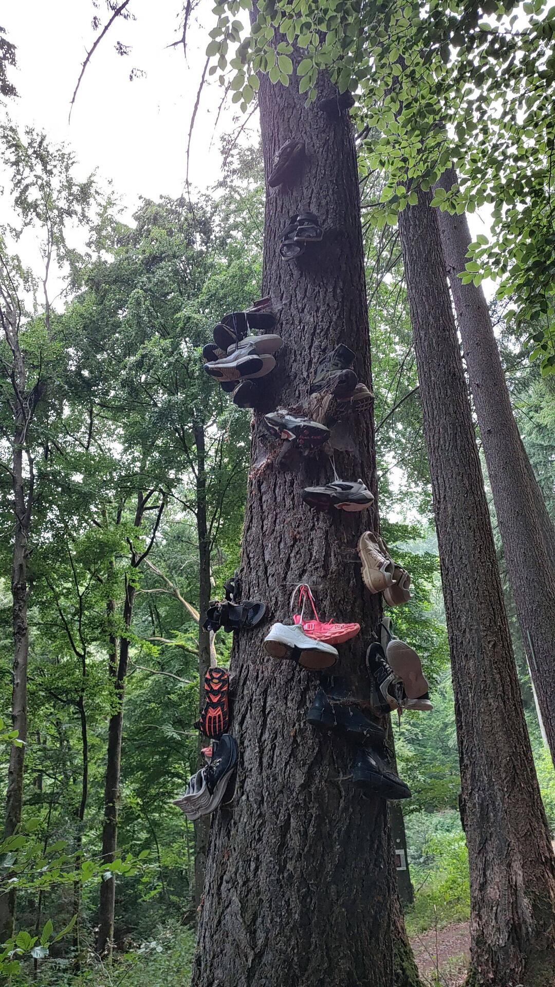 Hängen da die Schuhe vom AlbHiker? 🤣