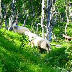 Sheep grazing