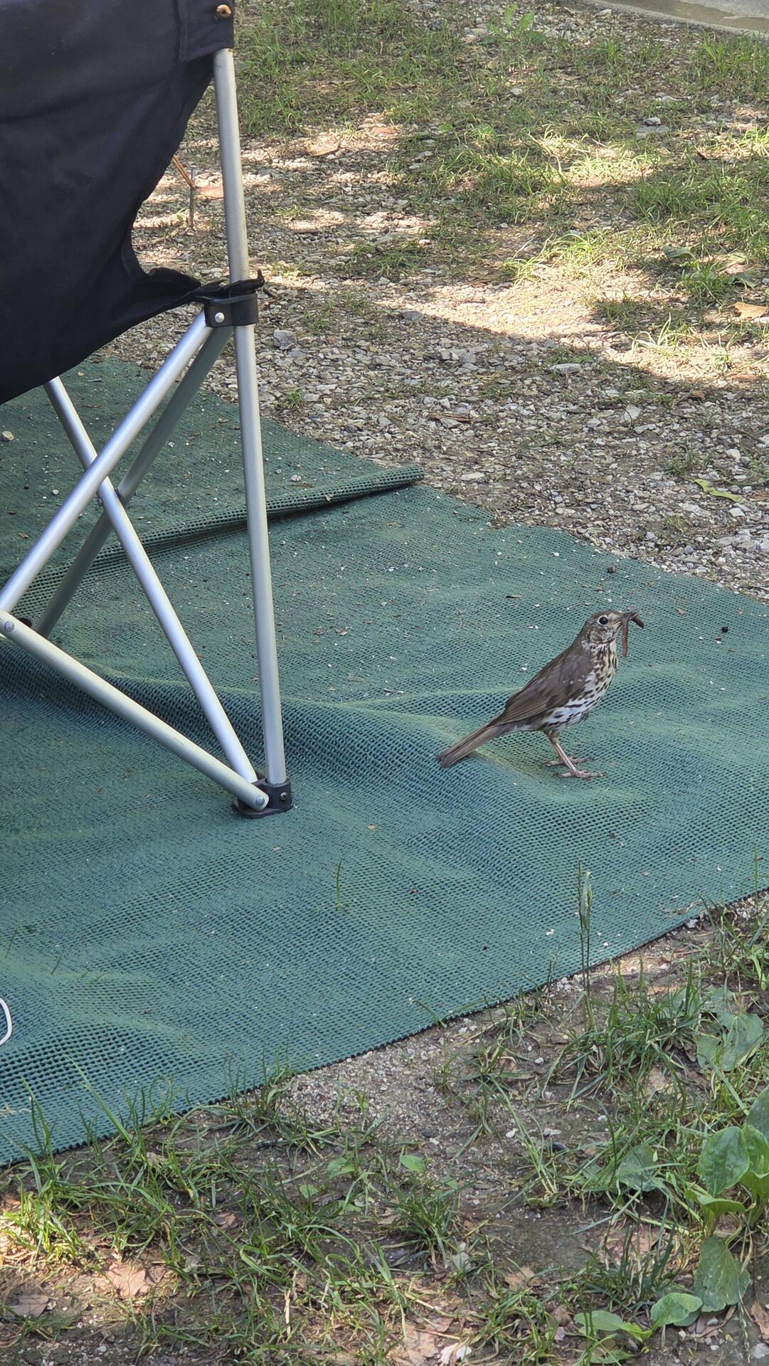 Der frühe Vogel fängt den Wurm; oder: schnappt sich einen Trockner für die nasse Wäsche...