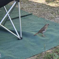 Der frühe Vogel fängt den Wurm; oder: schnappt sich einen Trockner für die nasse Wäsche...