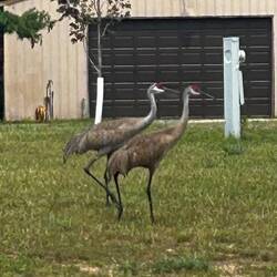 Sandhill cranes