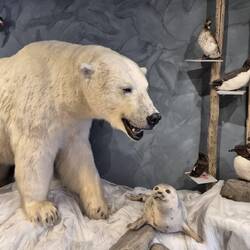 Eisbärmuseum.