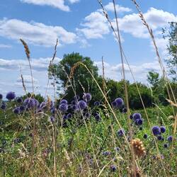 Wildblumen am Weg.