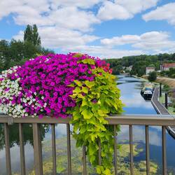 Blumenpracht über dem Kanal in Saint-Mihiel.