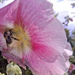 ... die Bienen freuen sich
