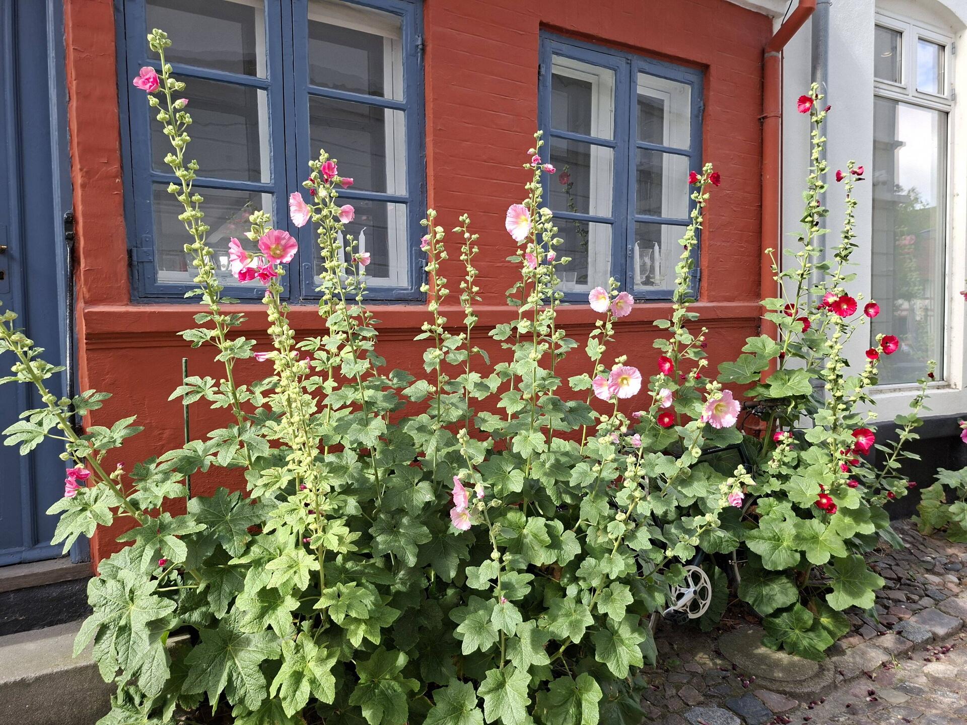 ... vor rotem Haus