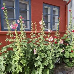 ... vor rotem Haus