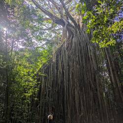 Curtain fig tree