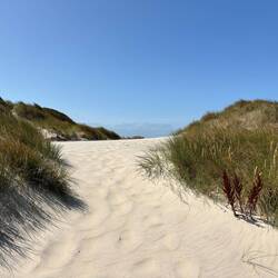 Sanddünen bei Søndervig