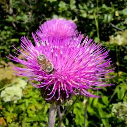 Western honey bee on a thistle — Pralongià Plateau, Dolomiti.