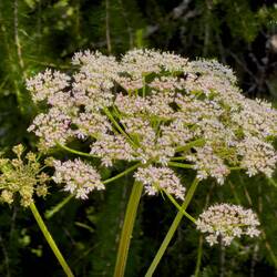 Queen Anne's Lace (I believe) ... certainly not the poisonous hemlock — Pralongià Plateau.