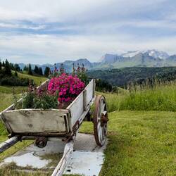 A pop of color — Pralongià Plateau, Dolomiti.