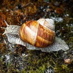 A good-sized Roman Snail ... and a baby snail hiding in its shell (bottom right) — Colfosco, Italy.
