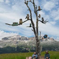 A tree full of owls ... near the 'Refuge of the Owls — Pralongià Plateau, Dolomiti.