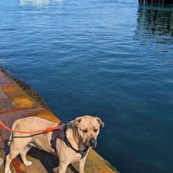 Hank wartet auf das Boot