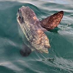Mondfisch