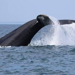 Whale Watching