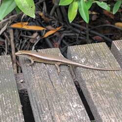 Skink