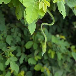 Mama snake