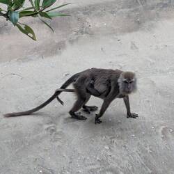 Monkey