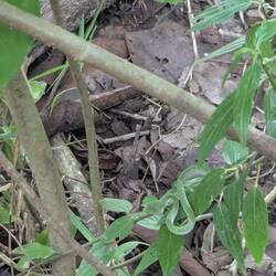 Spot the snake