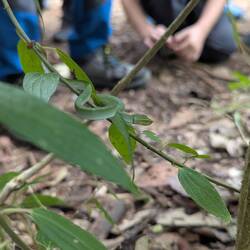 Better view of the baby snake