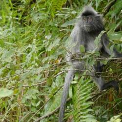 Monkey monkey