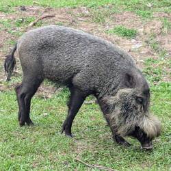 Bearded pig