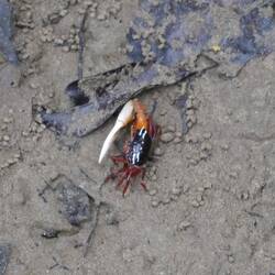Fiddler crab
