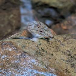 Lonely terrapin