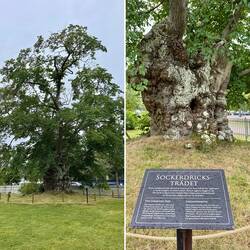 Eine Ulme gesetzteren Alters - der Limonadenbaum
