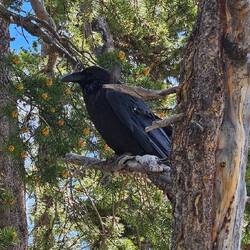 Friendly raven supervising our picnic.