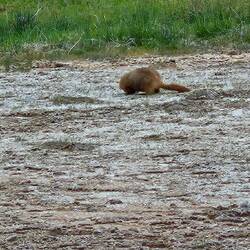 A marmot!