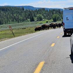 A herd of bison blocking the road just south of Colter Bay